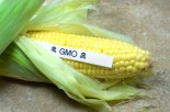 Dangers of GMOs