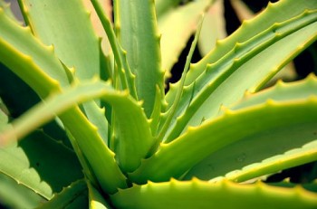 Aloe Vera - More Than a Summer Staple