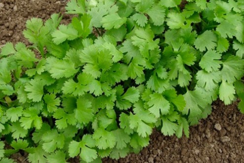 Healing Powers of Cilantro